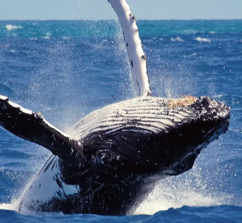 whale watching